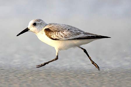 Strandlaeufer Zempin Exteriér fotografie